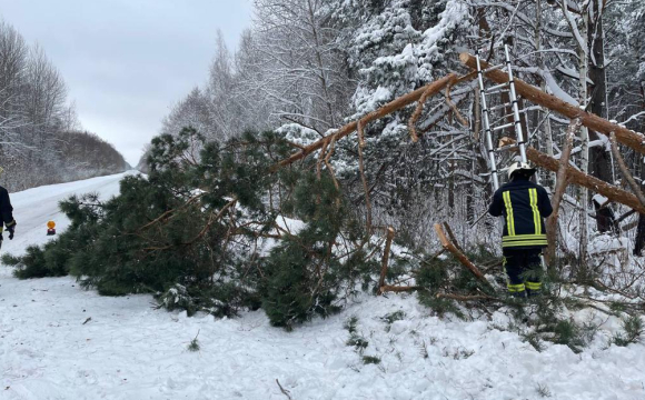 Вночі у Волинській області вирувала негода: снігові замети та повалені від вітру дерева