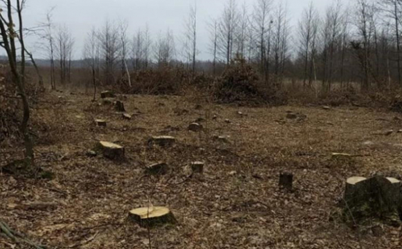 На Житомирщині заявили про багатомільйонні збитки через «чорних лісорубів»‎