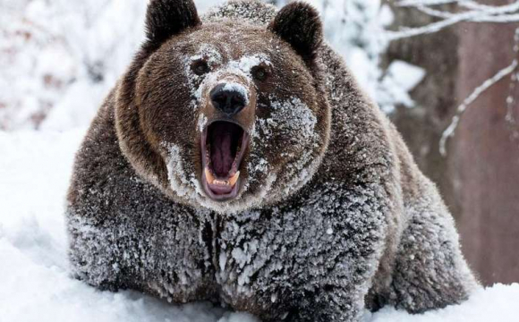 У Румунії впіймали ведмедя, який лякав туристів у горах 