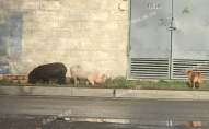 Посеред міста поряд з бродячим собакою бігали свині. ФОТО
