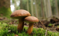 У Волинській області знайшли 12-кілограмового гриба