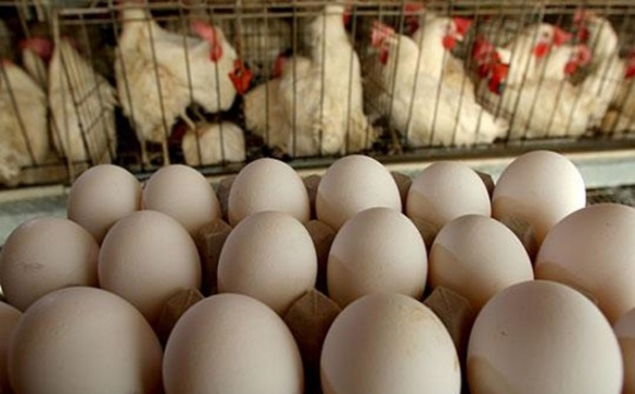 Стало відомо коли в Україні подешевшають яйця