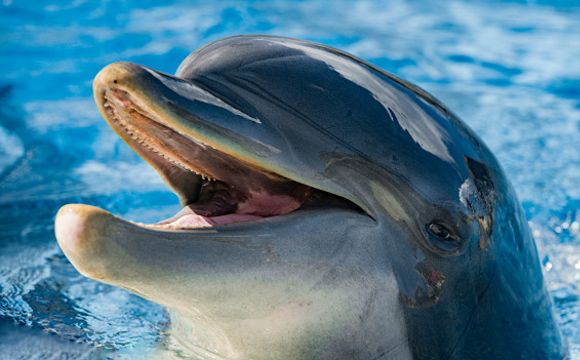 Локдаун «повернув» у Босфор дельфінів – їх зафільмували дрони