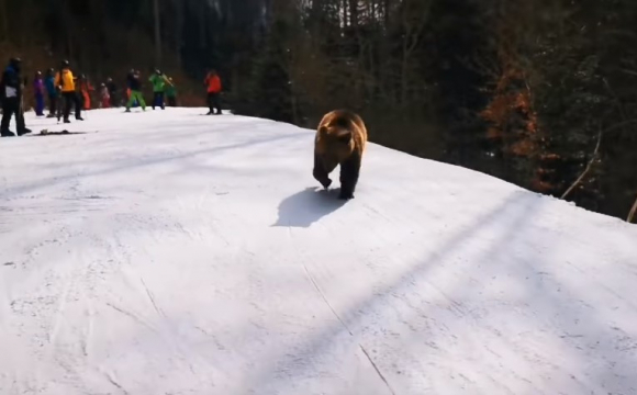 Лижний інструктор врятував групу туристів від «неагресивного» ведмедя. ВІДЕО