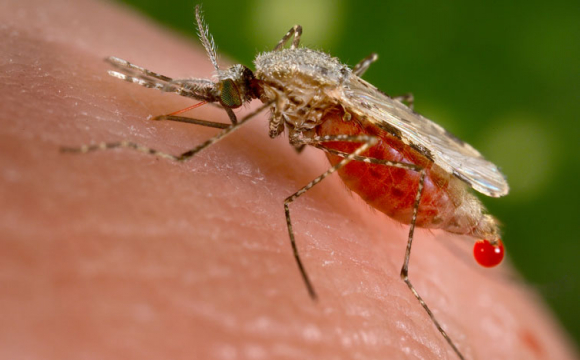 Закарпатські медики розповіли про виявлені випадки малярії