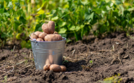 У які терміни українцям треба встигнути викопати картоплю