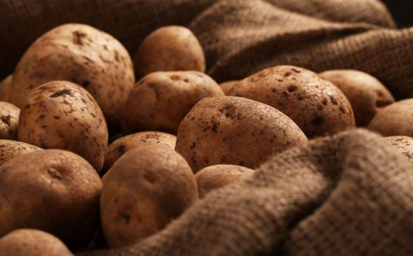 Що треба робити, аби картопля не проростала в погребі