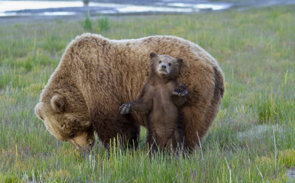 Немов діти: мама ведмедиця привела ведмежа покататися на гірці. ВІДЕО