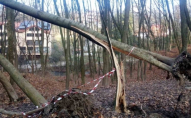 На Волині 39-річного чоловіка вбило дерево