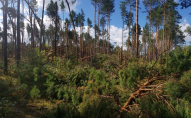На Волині буревій знищив понад 30 гектарів лісу. ФОТО