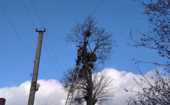 Допомагали рятувальники: чоловік застряг на дереві під час зрізання гілок