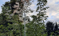 Дерева в Луцькому парку поїдають гусениці