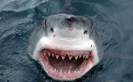 Акула напала на чоловіка, зламала зуб і втікла. ФОТО