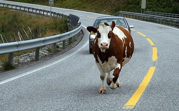 У Ковелі на дорозі з причепа випала корова. ФОТО