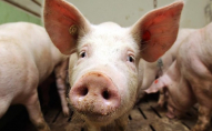 В українському селі виявили труп свині з африканською чумою