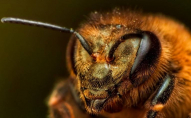 «Покусали до смерті»: на Рівненщині бджоли вбили пасічника
