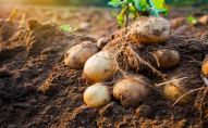 Зростають ціни на картоплю: до чого готуватись українцям