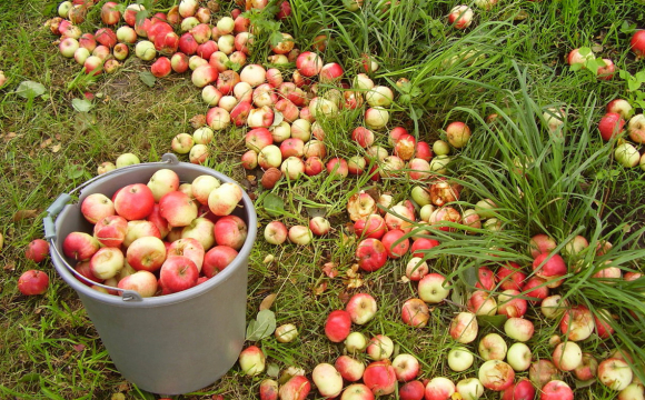 Куди подіти опалі яблука з користю для городу