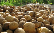 Небезпечна картопля на Волині: фермер мусить знищити весь свій урожай. ВІДЕО