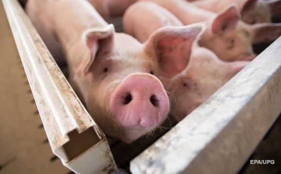 В Україні виявили випадки африканської чуми свиней