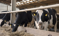 Відьми приходять доїти корів: що не можна робити 11 серпня