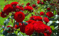 Чим підживлювати троянди, щоб кущі давали пишне цвітіння