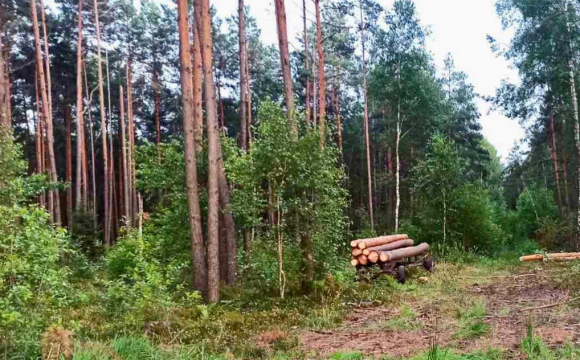 На Волині посеред лісу поліція зупинила трактор: що сталося. ФОТО