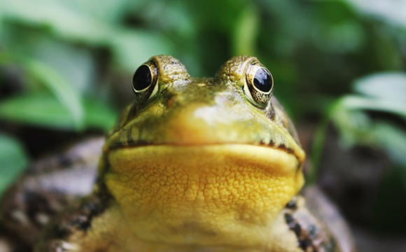 Через порятунок жаб в Естонії перекрили трасу 