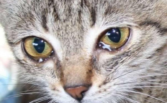 У Рівненській області школярка розчленувала кота: суд відправив її під нагляд батьків 