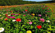 Квиток «Волинської Голландії» можна обміняти на квіткову продукцію