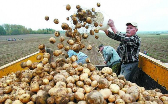 Україна стала найбільшим постачальником картоплі у Білорусь через високі ціни