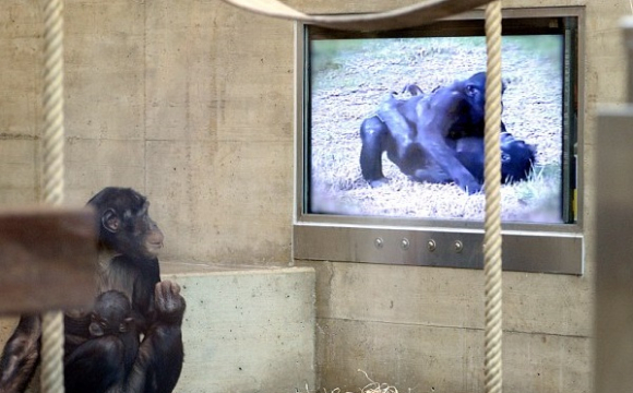 За відсутності відвідувачів у зоопарку шимпанзе «підсадили» на телевізор