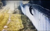Ліз через паркан і робив підкоп: ведмідь намагався потрапити до Білорусі через литовський кордон 