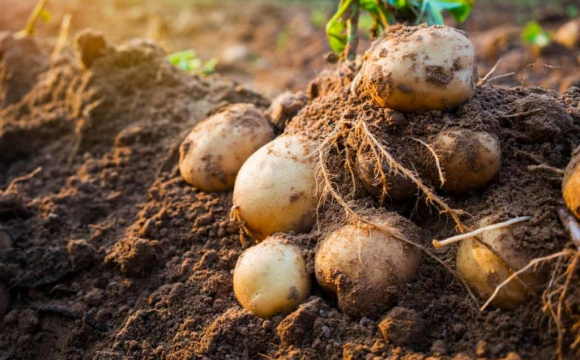 У Волинській області викопали картоплю-велетня. ФОТО