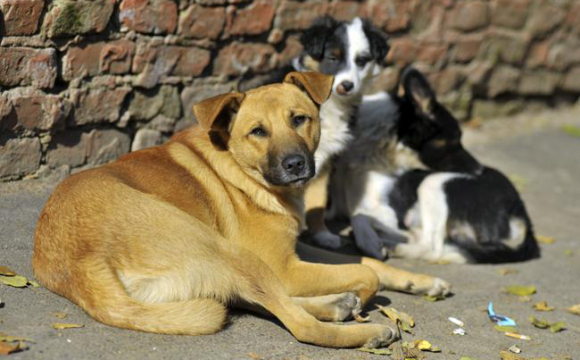 У Луцьку пропонують створити притулок для безпритульних собак