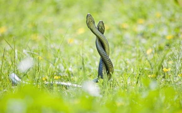 Зміїний день: що категорично заборонено на церковне свято 12 червня