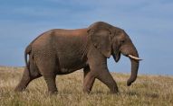 У національному парку слон напав на джип із туристами: загинула жінка