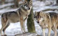 У селі на заході України вовки масово вбивають собак