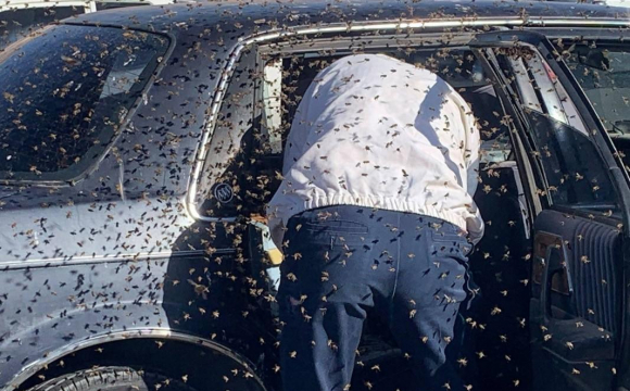 15 тисяч бджіл залетіли до американця в автомобіль. ФОТО