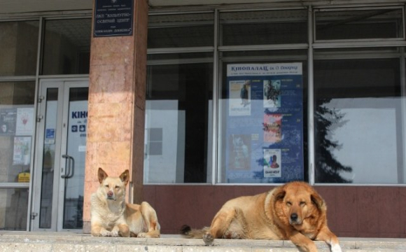 У Львові будуть штрафувати за незареєстрованих собак