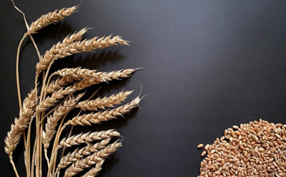 Українська пшениця почала дешевшати
