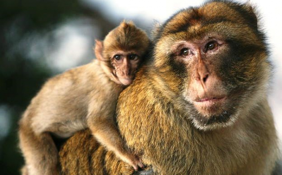 У США бракує мавп для випробування вакцин від COVID