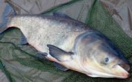 У Волинській області чоловік зловив 14-кілограмову рибу