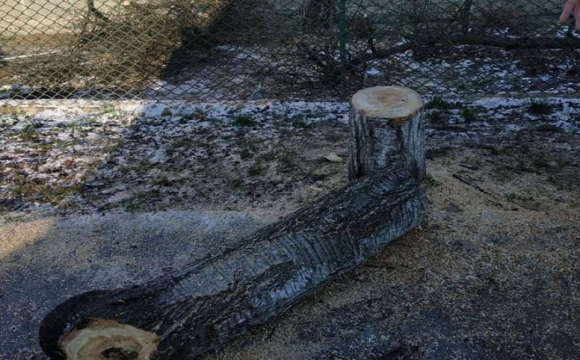 Лучанина змусять заплатити штраф за незаконно зрізане ним дерево
