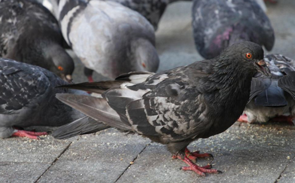 У росії через пропаганду по телевізору жителі попросили сусідів не годувати голубів