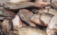 З 1 листопада у Волинській області заборонили ловити рибу: де саме