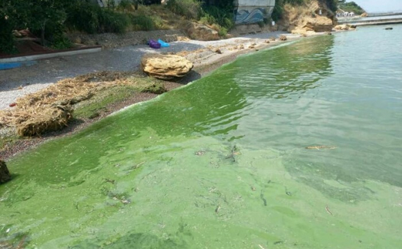 В Одесі позеленіло море: що відбувається. ФОТО\ВІДЕО