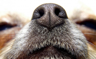 Собакам видаватимуть посвідчення з відбитком носа