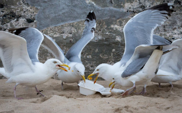 Занадто жирні щоб літати: чайки ходять пішки через харчування фастфудом