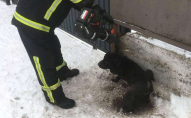 Волинські рятувальники звільнили з пастки собаку. ФОТО